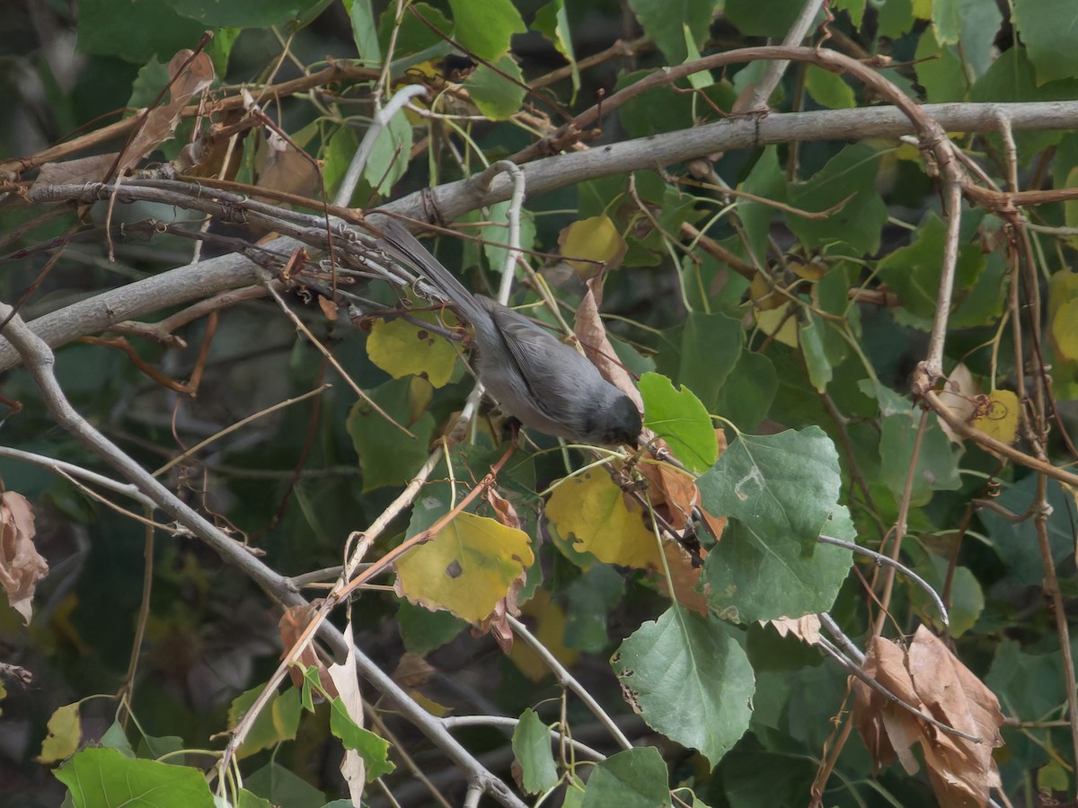 Bushtit - ML625384293
