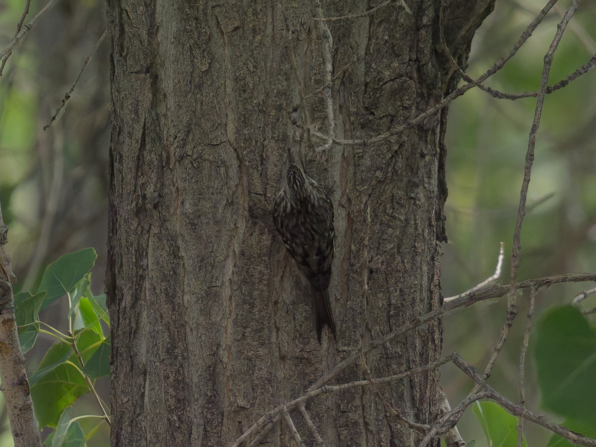 Brown Creeper - ML625384299