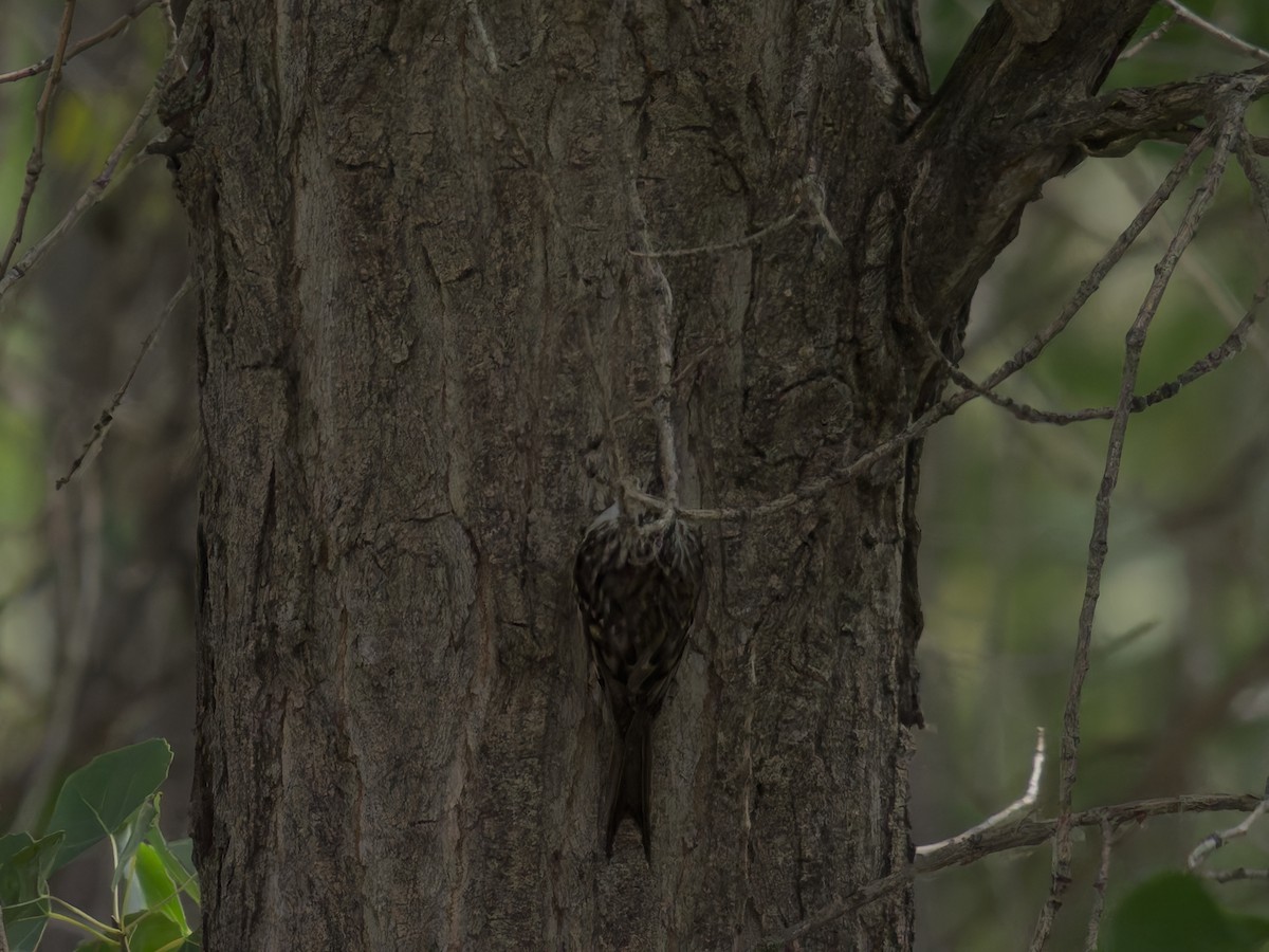 Brown Creeper - ML625384300