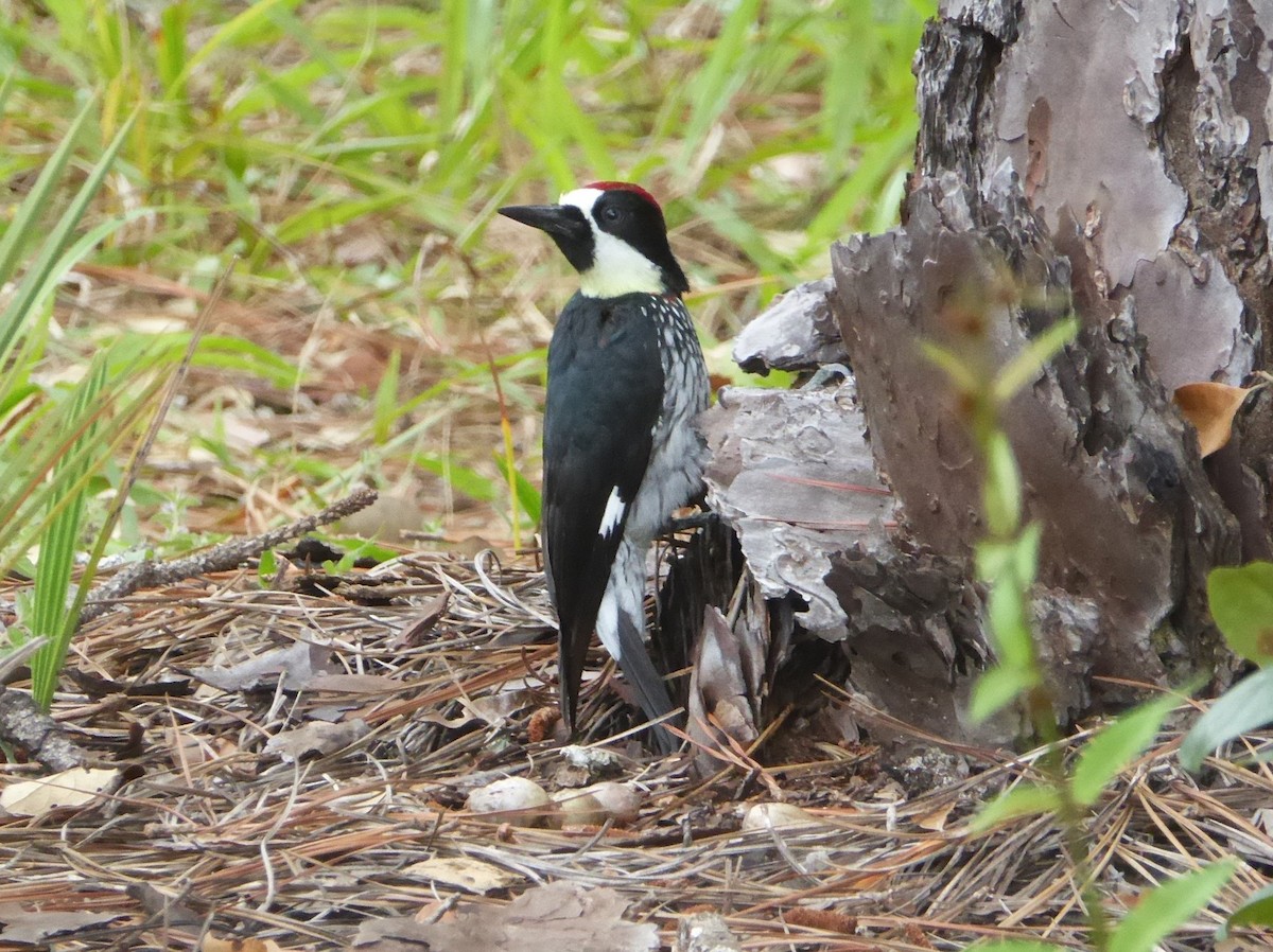 Acorn Woodpecker - ML625384313