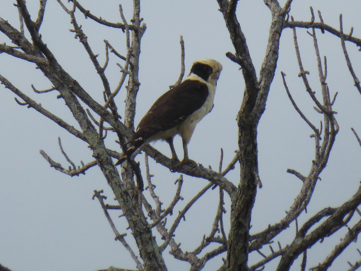 Laughing Falcon - ML625384360