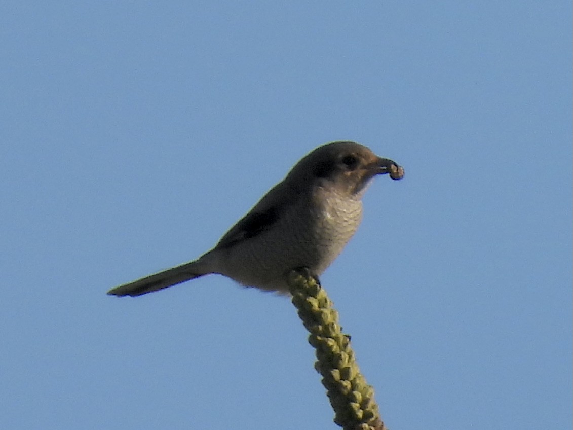 Northern Shrike - Margaret Mackenzie