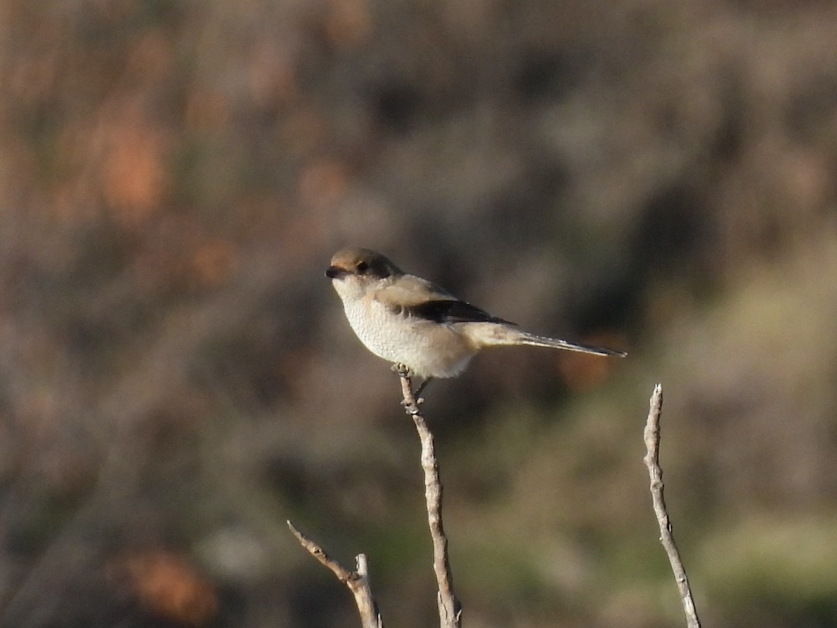 Alcaudón Boreal - ML625384401