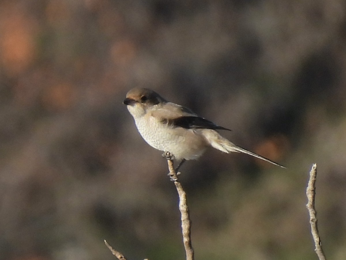 Alcaudón Boreal - ML625384402