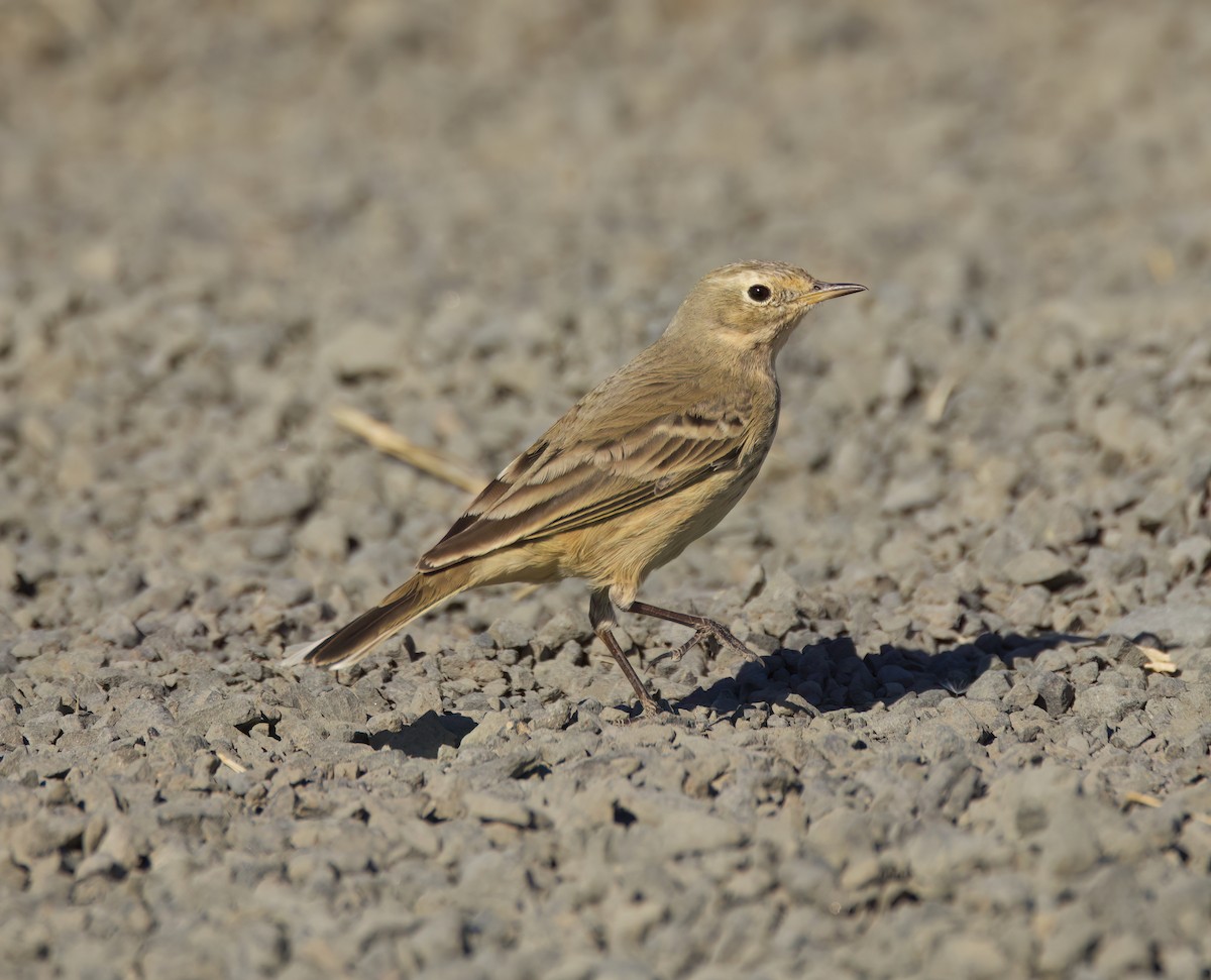 American Pipit - ML625384451