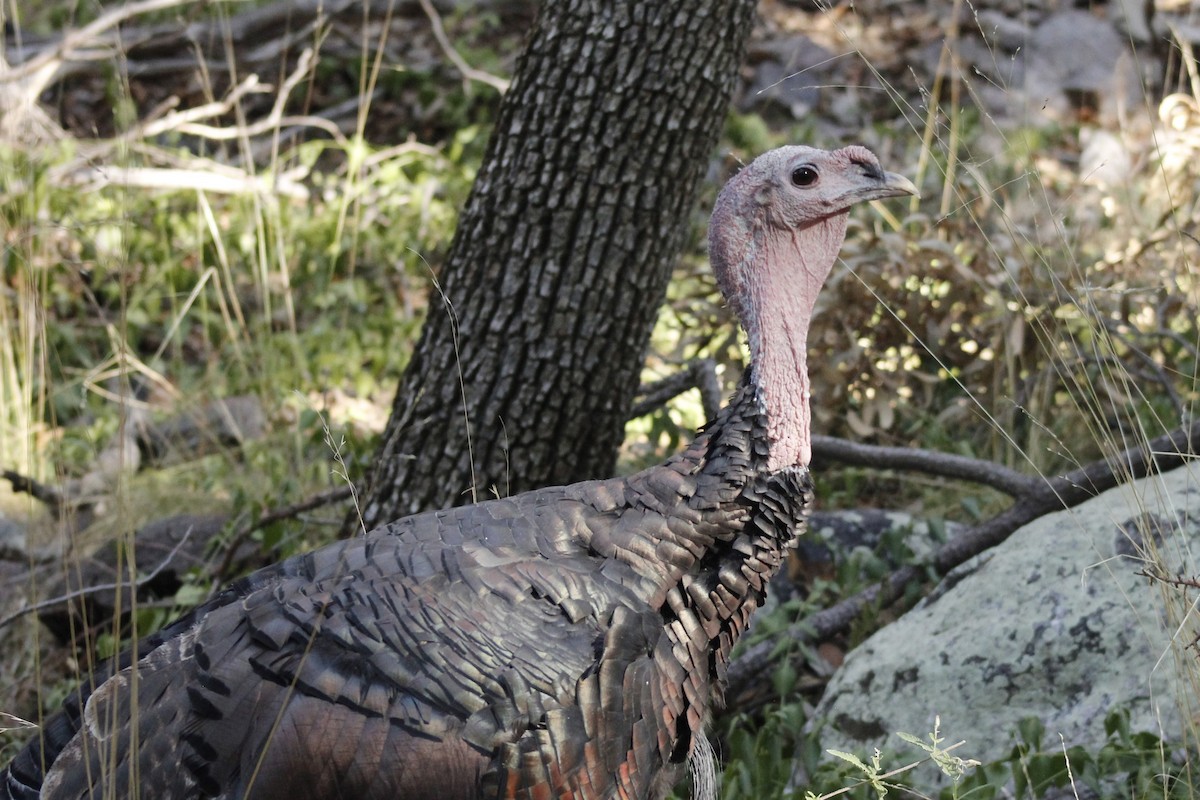 Wild Turkey - Jennifer Werrell