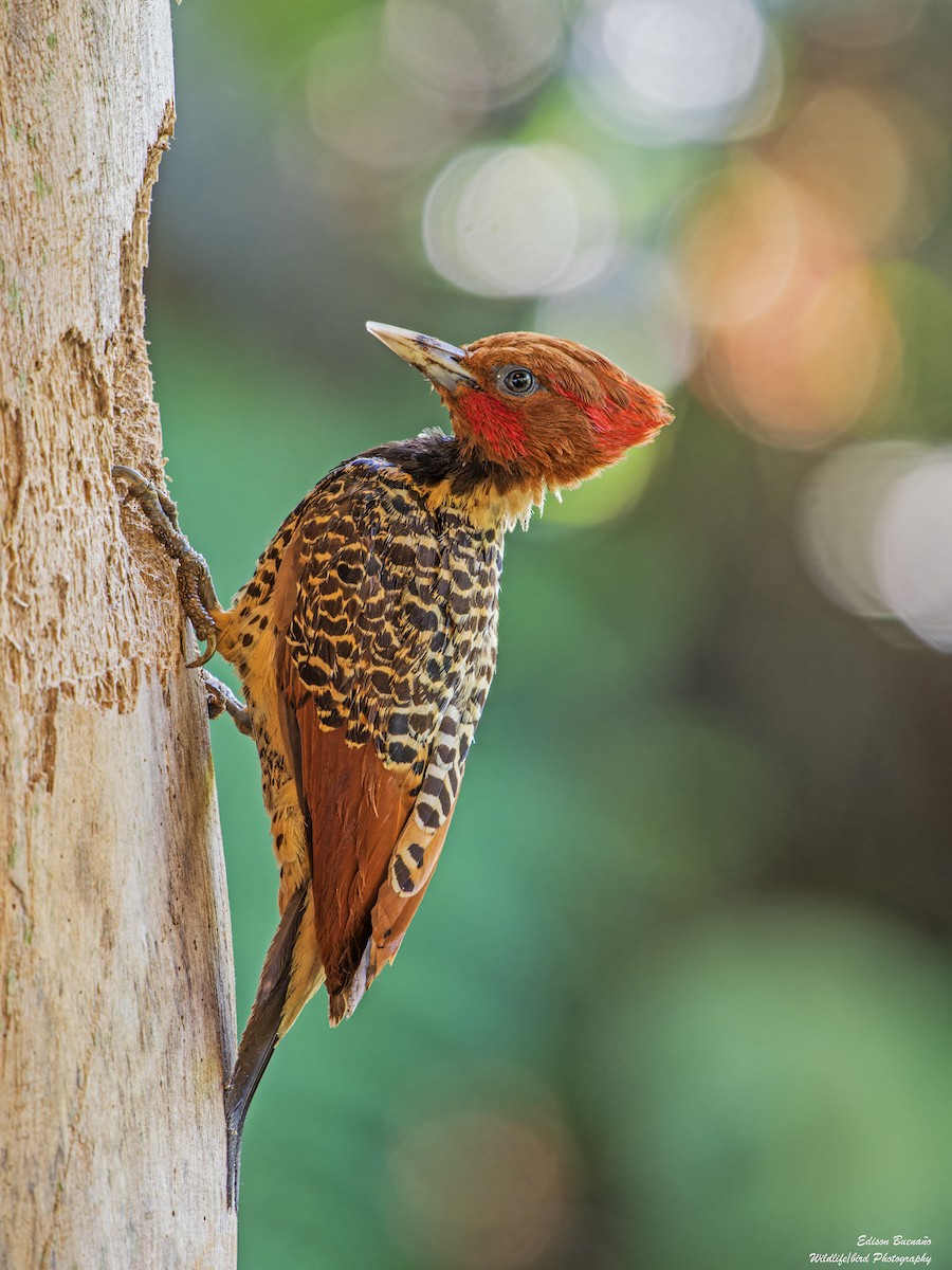Rufous-headed Woodpecker - ML625384455