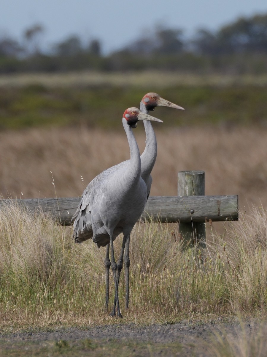 Brolga - ML625384502