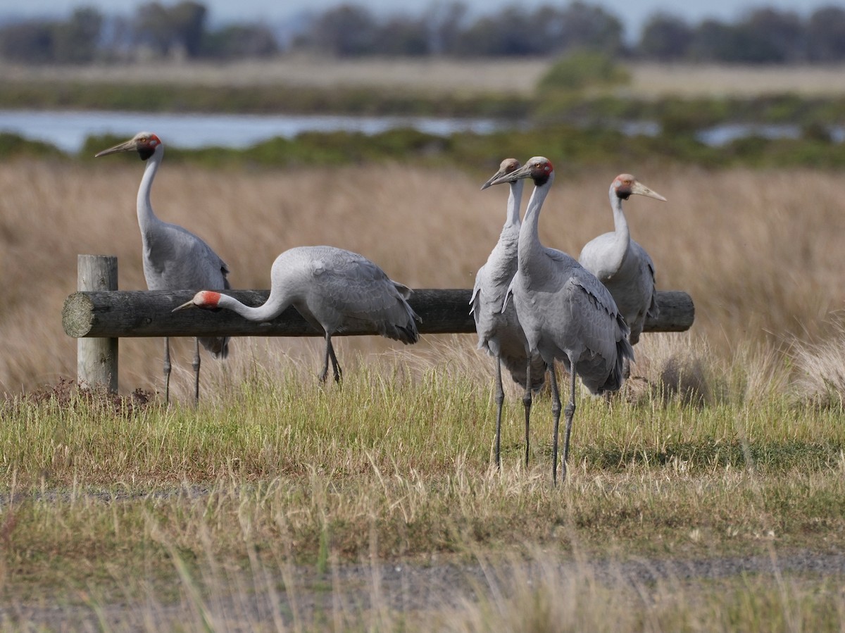 Brolga - ML625384503