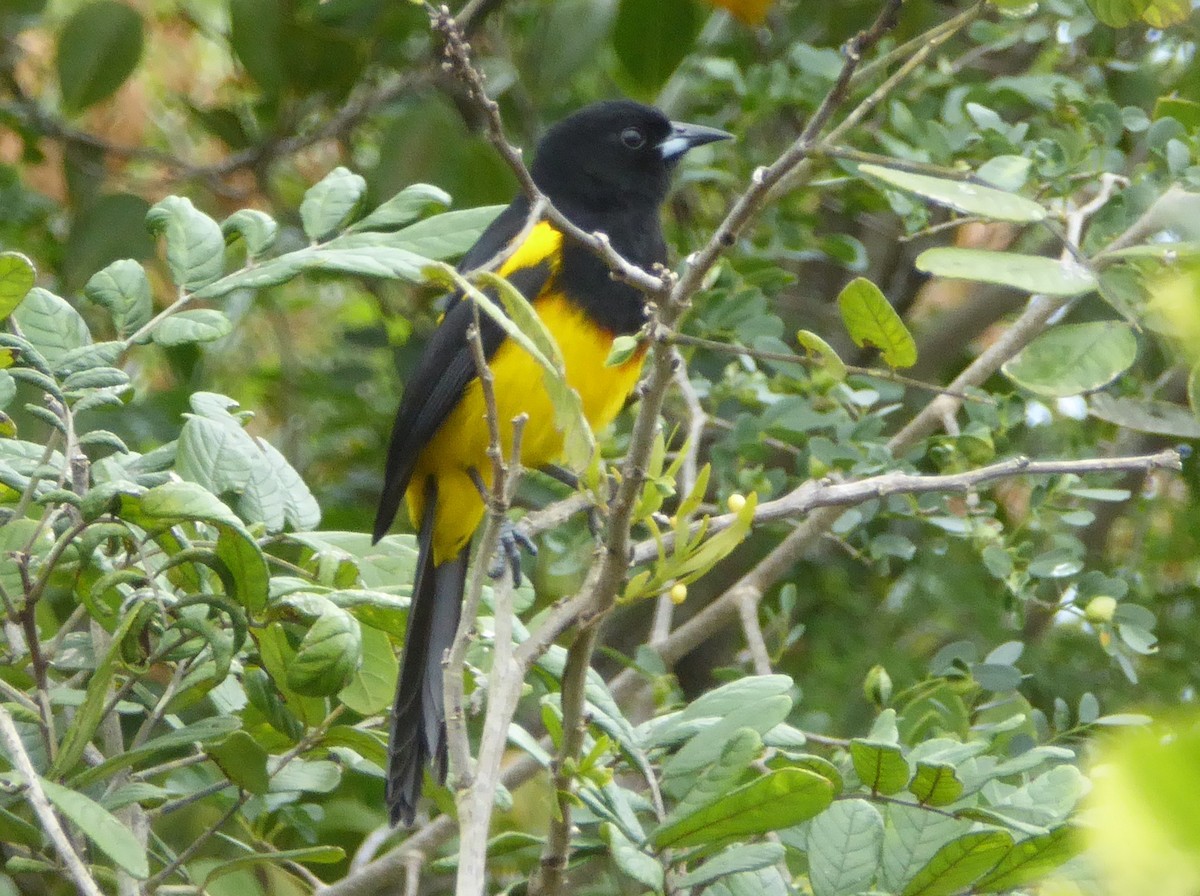 Black-cowled Oriole - ML625384558