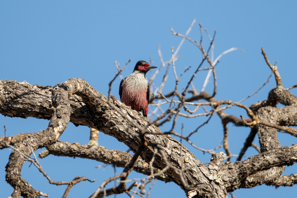 Lewis's Woodpecker - ML625384608