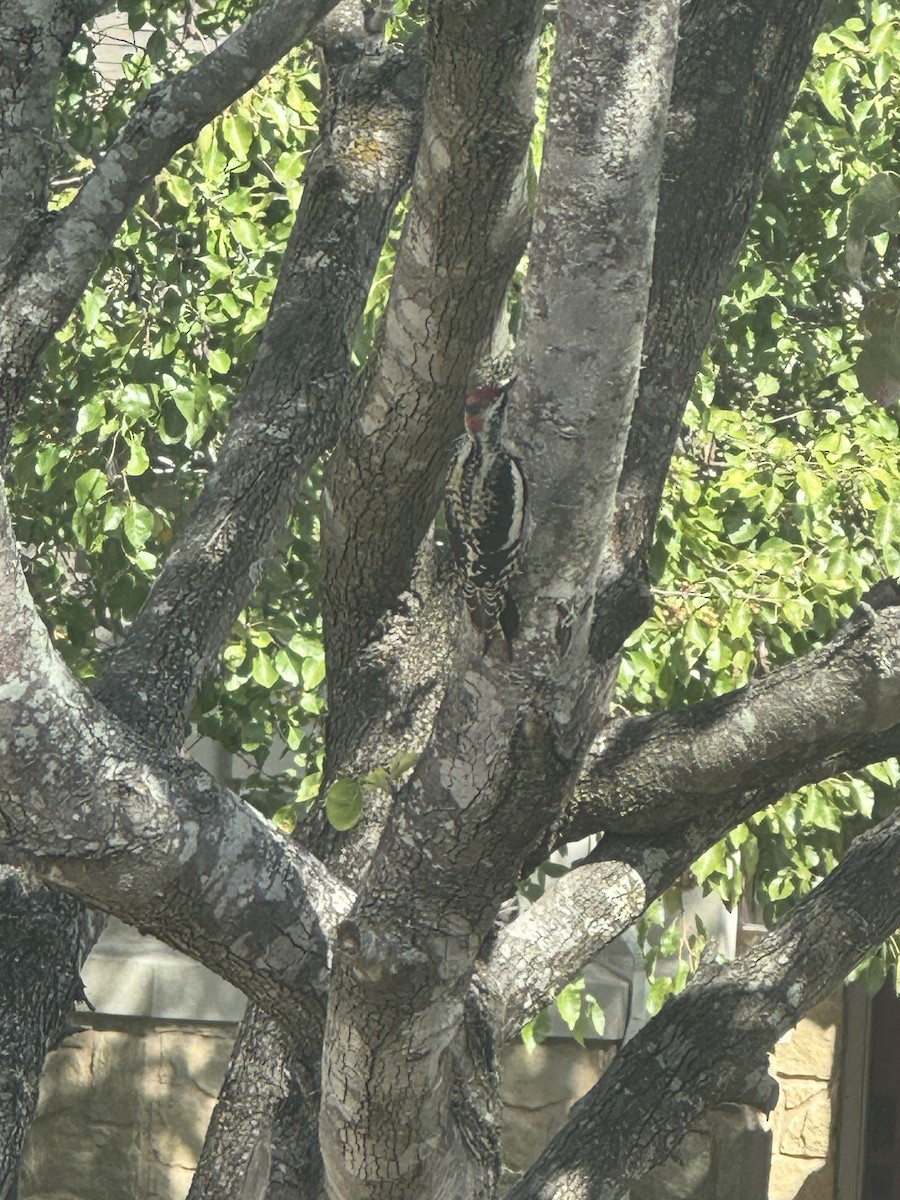 woodpecker sp. - Kishore Karighattam