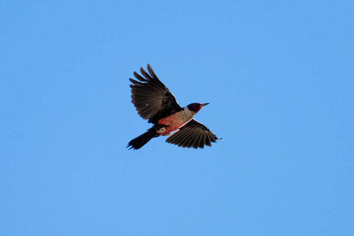 Lewis's Woodpecker - ML625384615