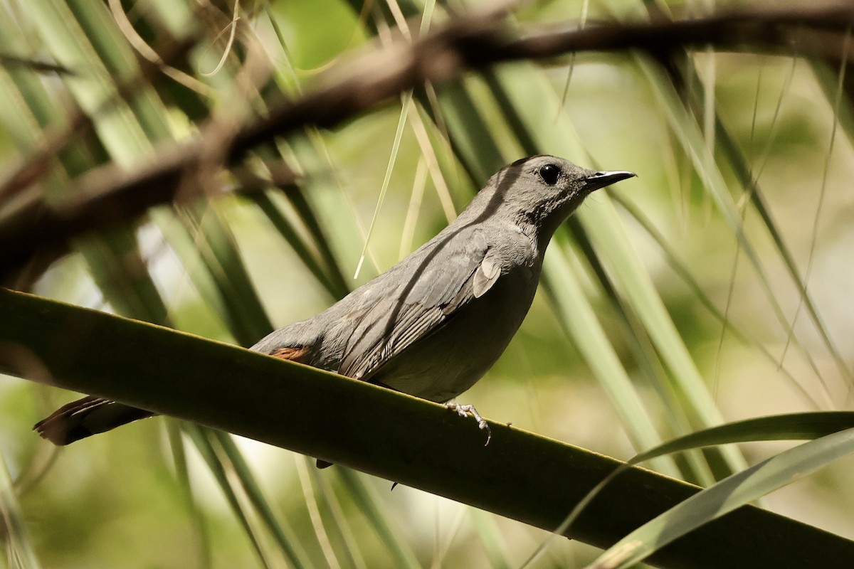 Gray Catbird - ML625384742