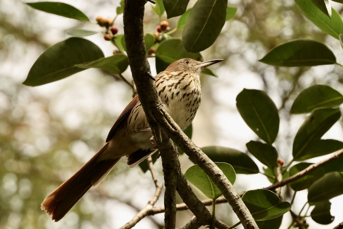 Brown Thrasher - ML625384747