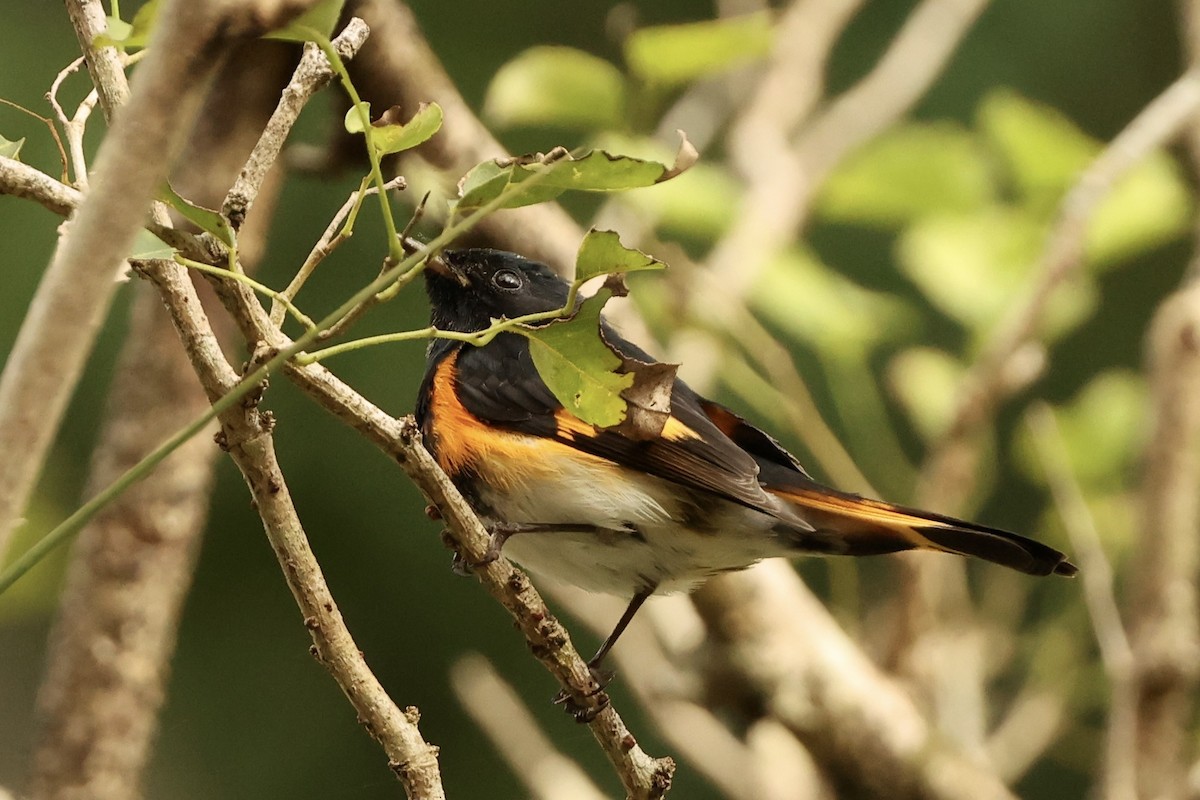 American Redstart - ML625384750