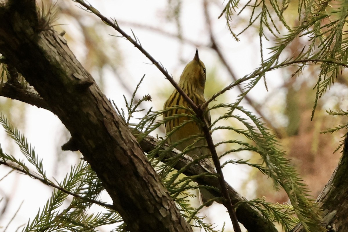 Cape May Warbler - ML625384752