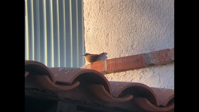 Canyon Wren - ML625384753