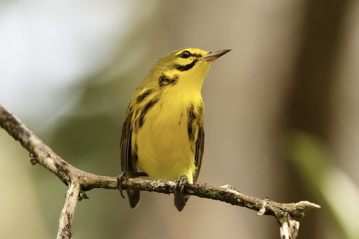 Prairie Warbler - ML625384777