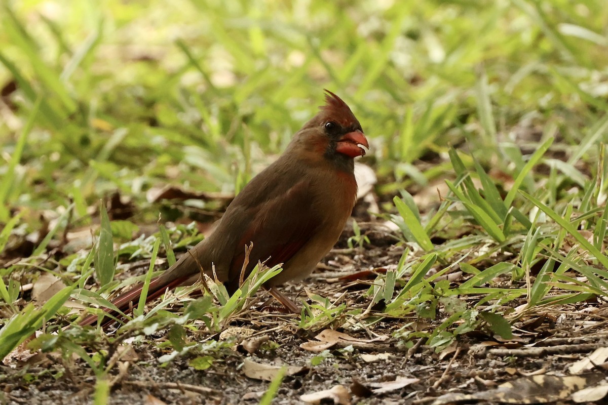 Northern Cardinal - ML625384779