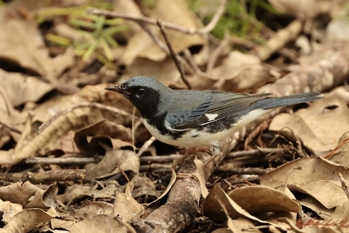 Black-throated Blue Warbler - ML625384790