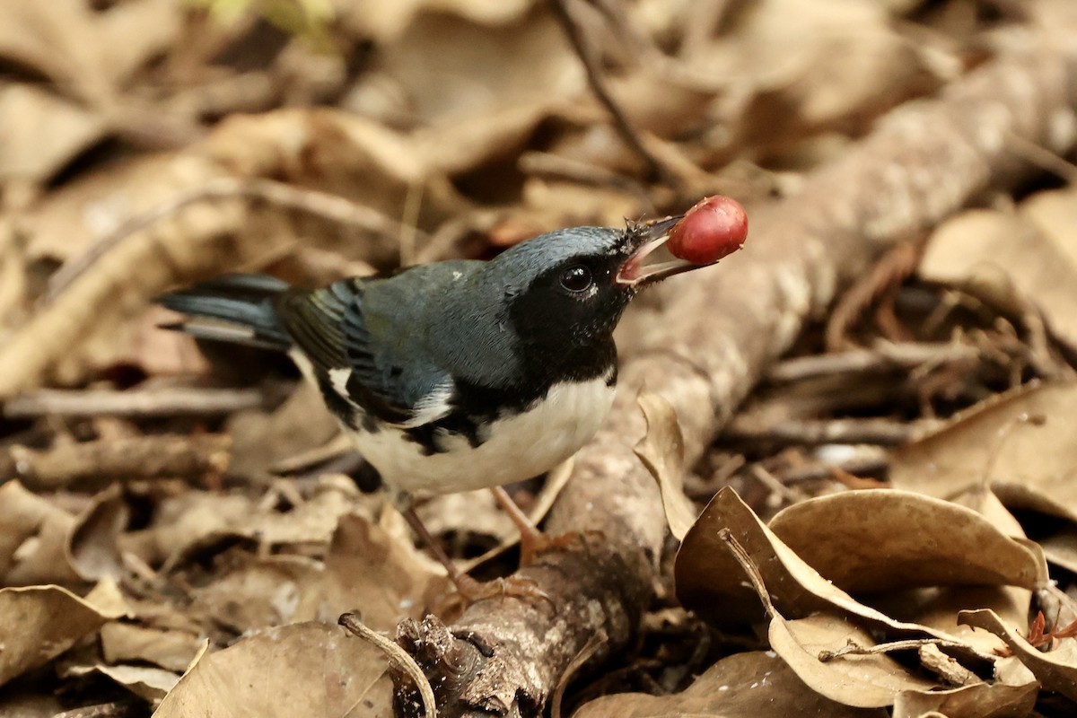 Black-throated Blue Warbler - ML625384801