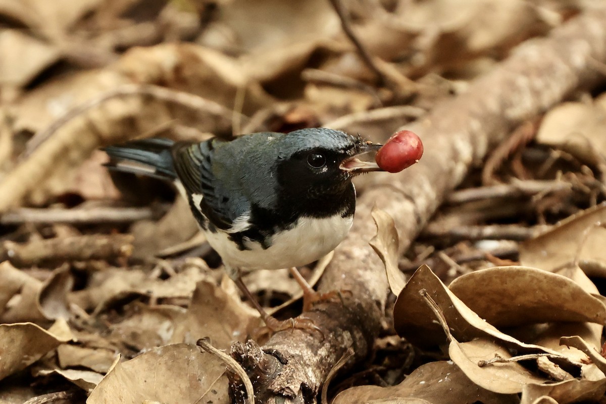 Black-throated Blue Warbler - ML625384808