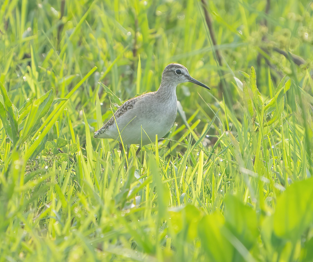 タカブシギ - ML625384827