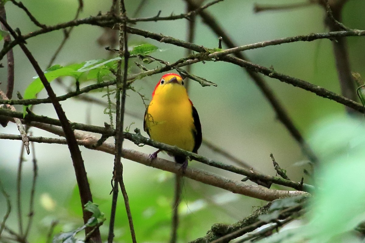 Wire-tailed Manakin - ML625384885