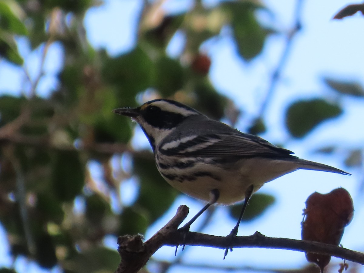 Black-throated Gray Warbler - ML625384989