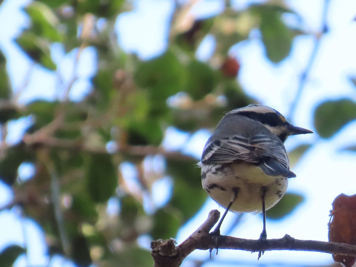 Black-throated Gray Warbler - ML625384990