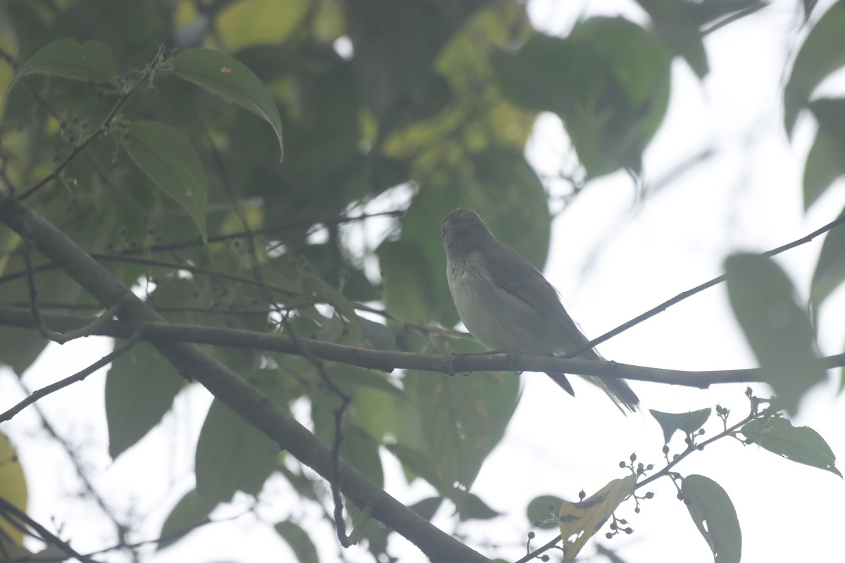 Greenish Warbler - ML625385067