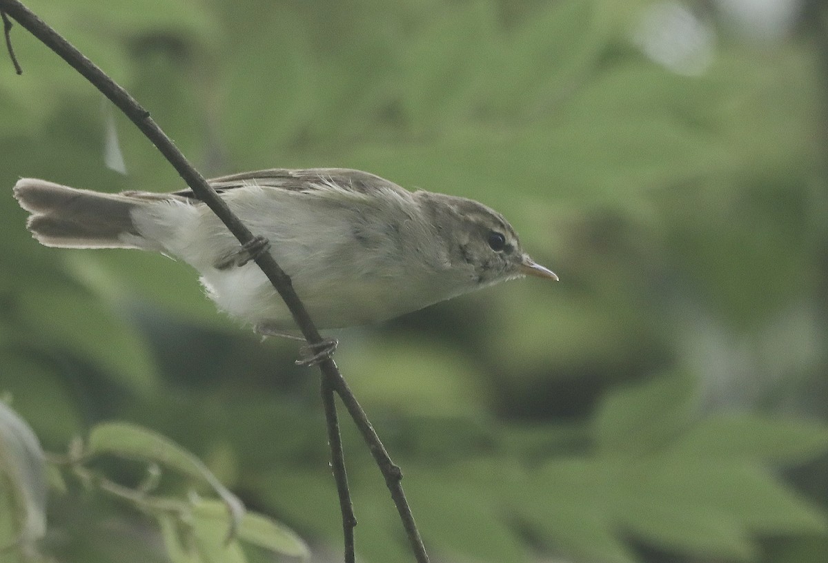 Greenish Warbler - ML625385107