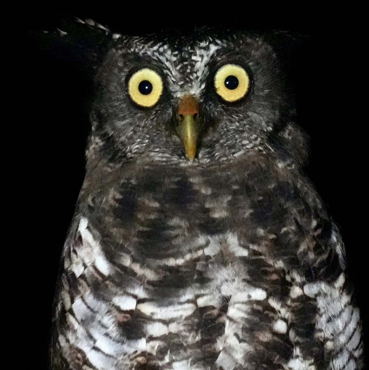 Akun Eagle-Owl - ML625385143