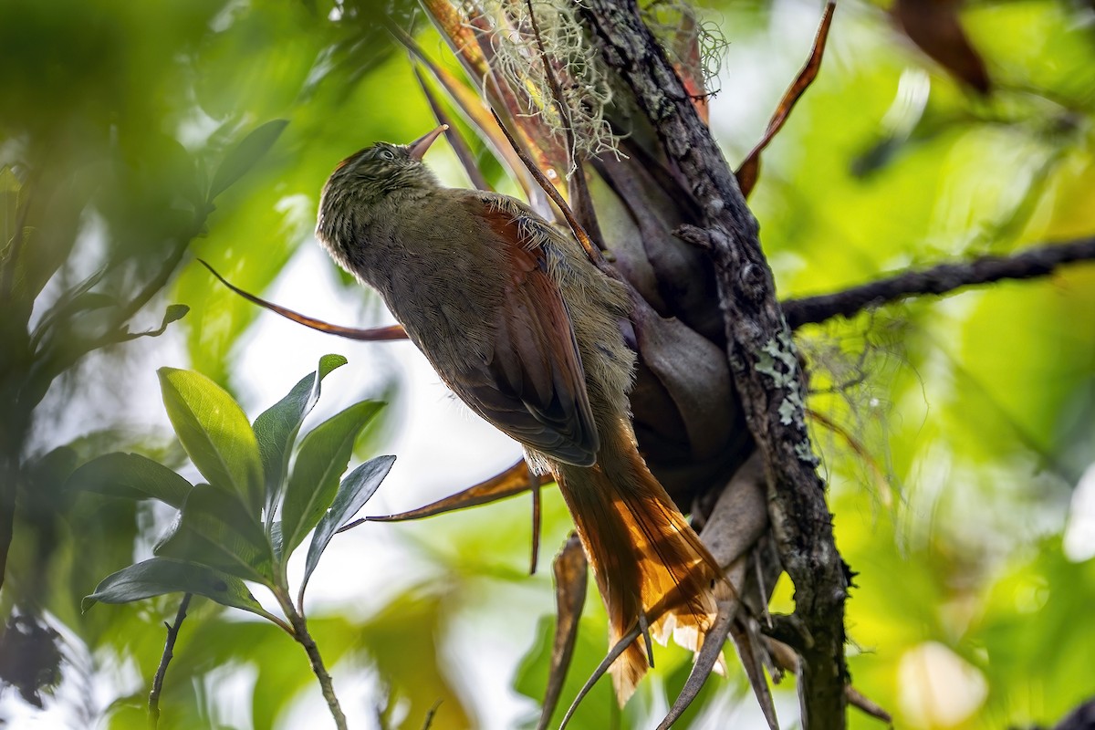 Streak-capped Spinetail - ML625385167