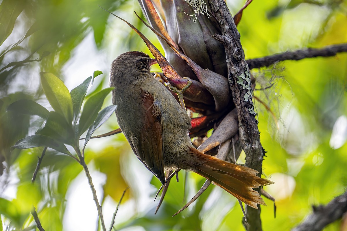 Streak-capped Spinetail - Su Li