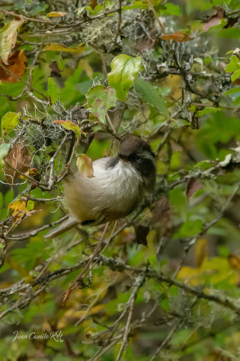 White-browed Fulvetta - ML625385287