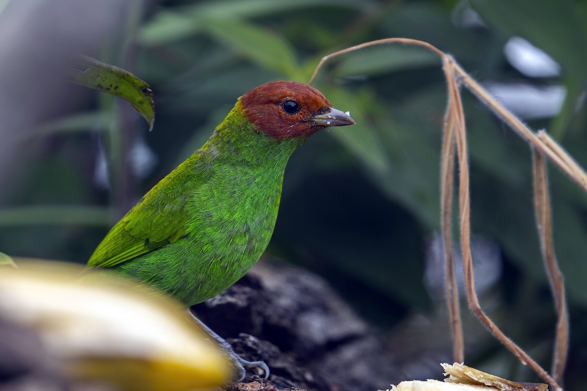 Bay-headed Tanager (Bay-and-green) - ML625385295