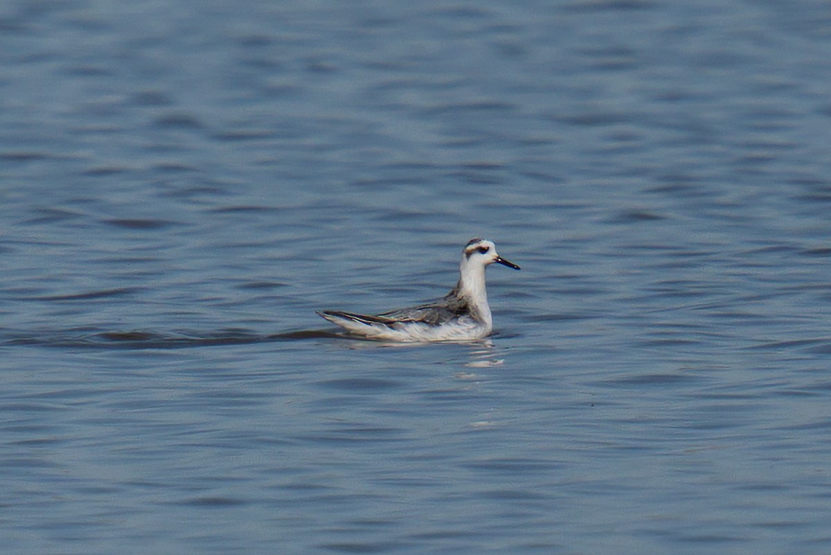 Red Phalarope - ML625385358