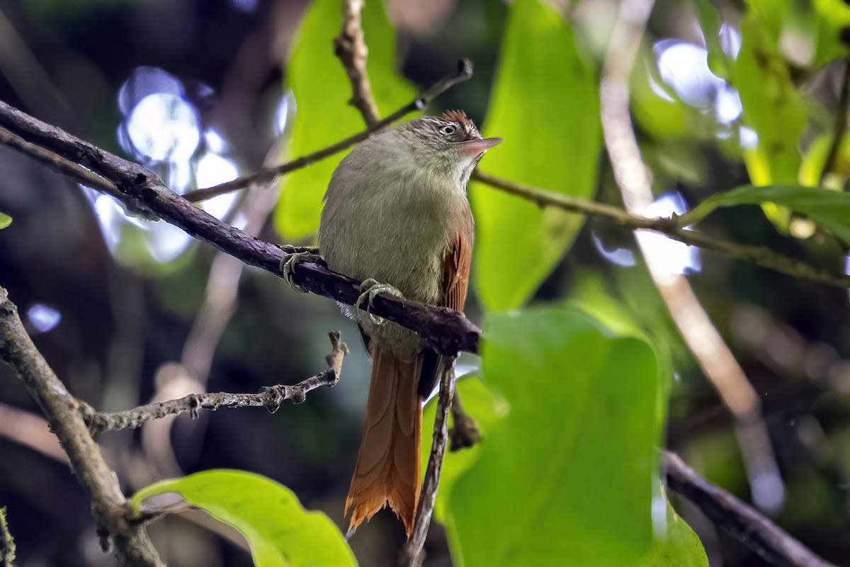 Streak-capped Spinetail - ML625385365