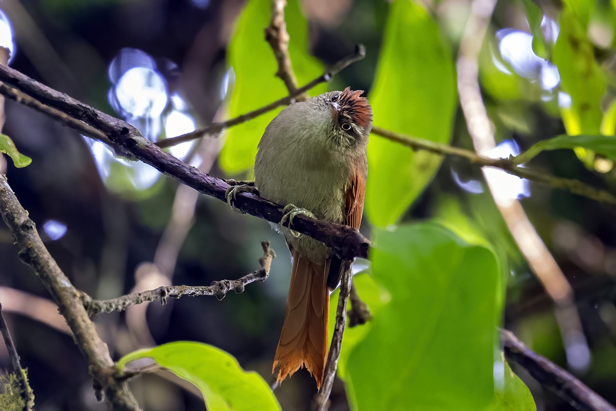 Streak-capped Spinetail - Su Li