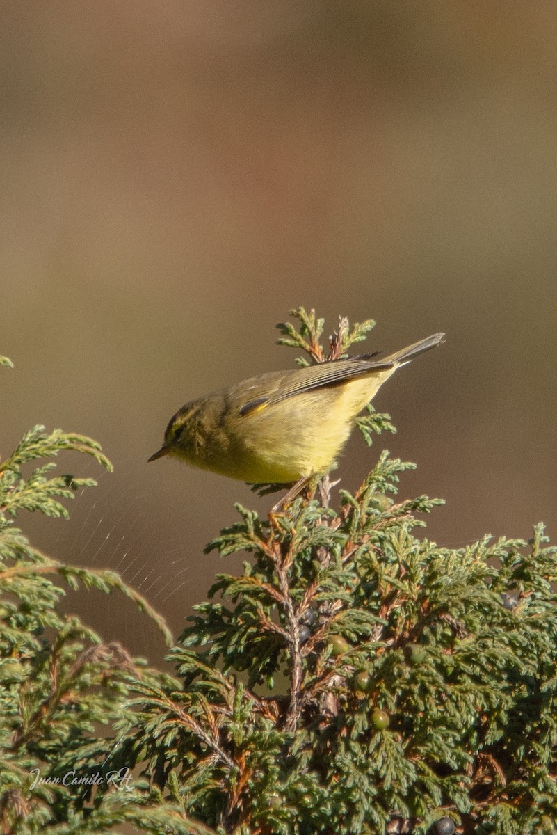 Greenish Warbler - ML625385376