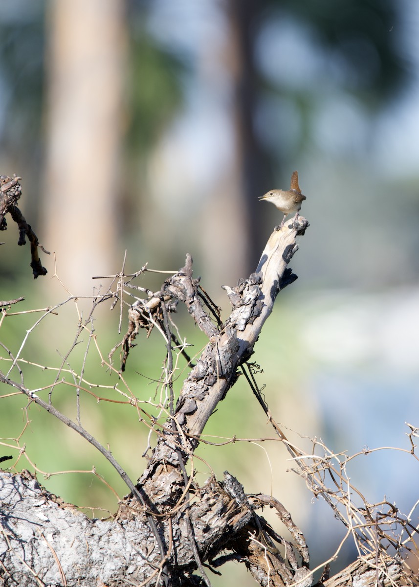 Northern House Wren - ML625385389