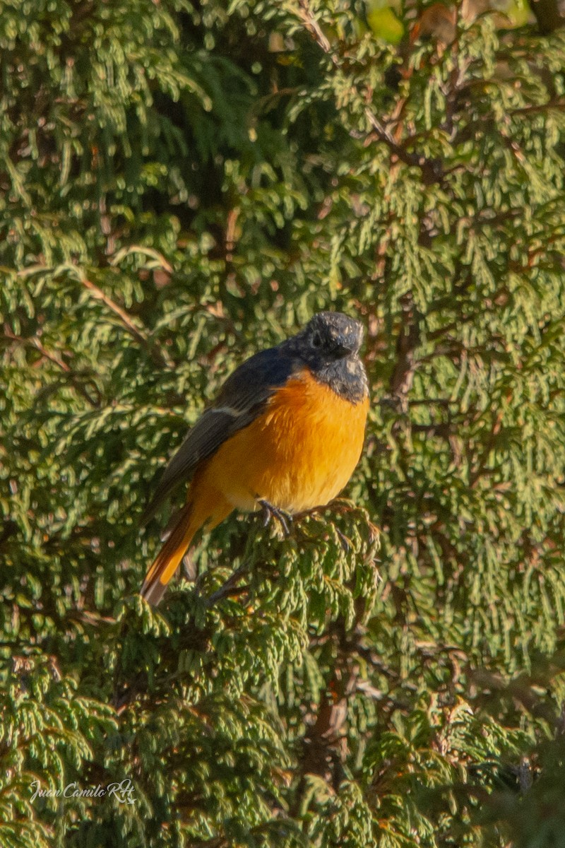 Blue-fronted Redstart - ML625385390