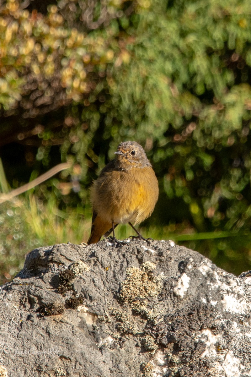 Blue-fronted Redstart - ML625385432