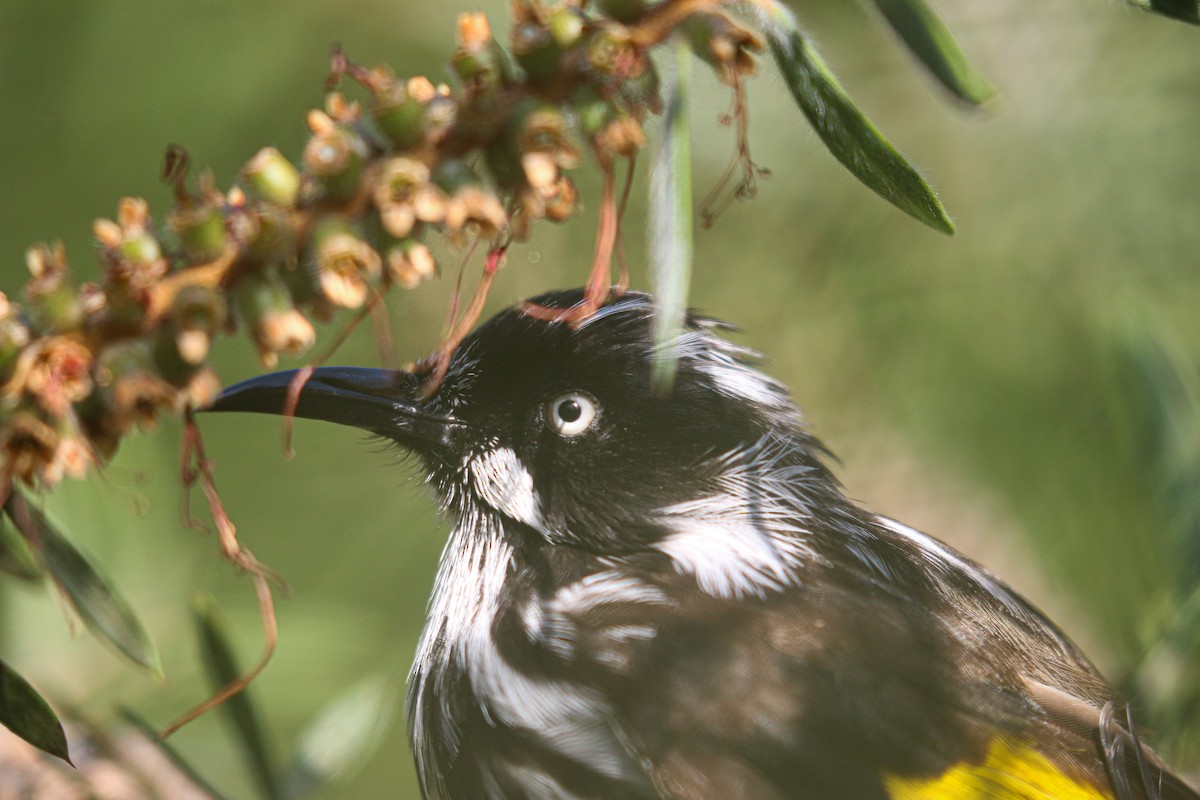 New Holland Honeyeater - ML625385523