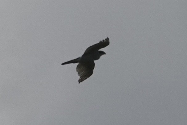 Eurasian Goshawk - Geoff Morgan