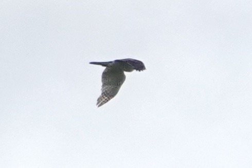 Eurasian Goshawk - Geoff Morgan