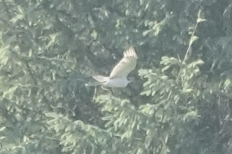 Eurasian Goshawk - Geoff Morgan