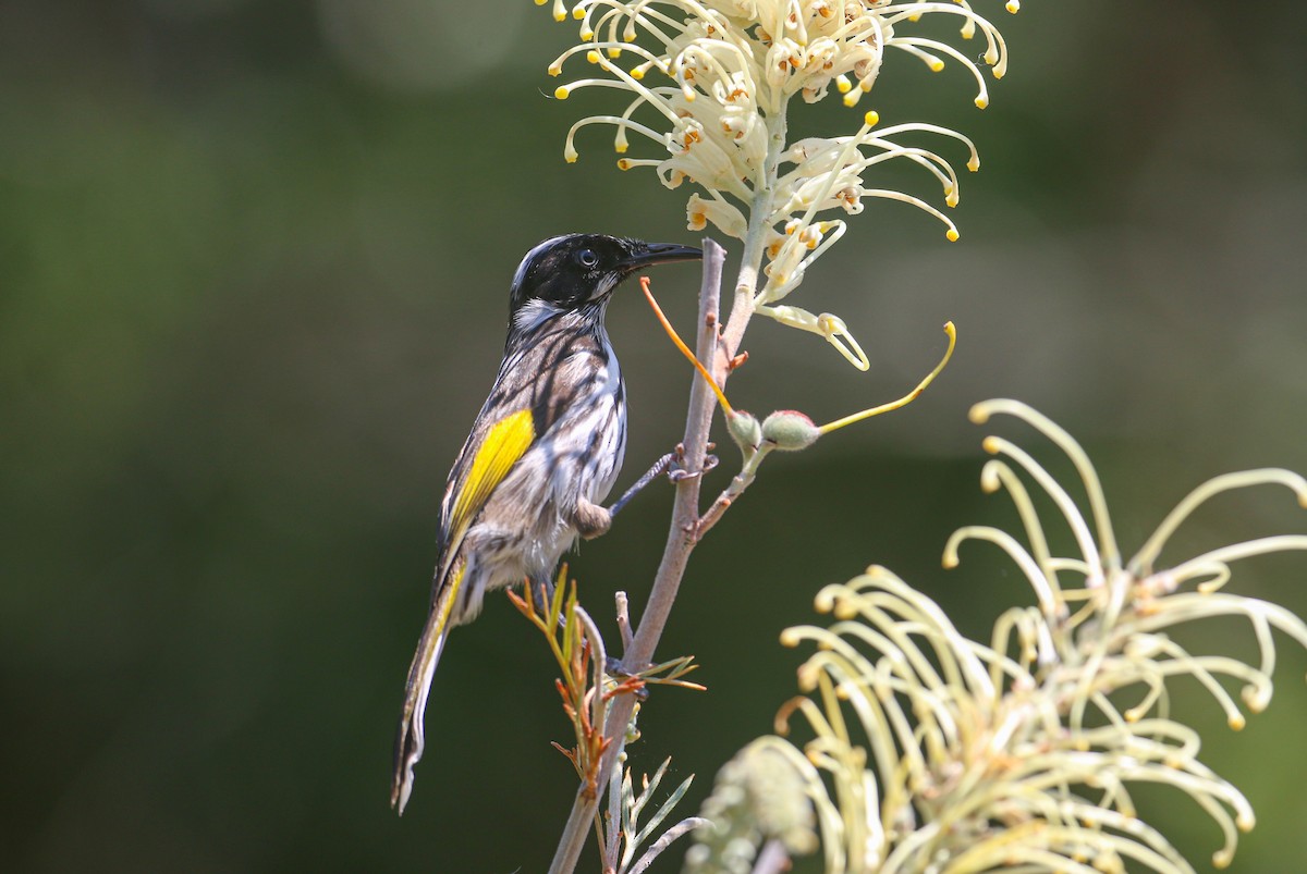 New Holland Honeyeater - ML625385565